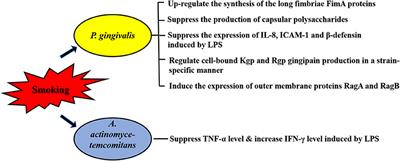 The Impact of Smoking on Subgingival Plaque and the Development of Periodontitis: A Literature Review